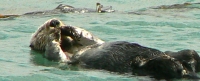 PICTURES/Morro Bay - Otters & Surf/t_Otters20.JPG